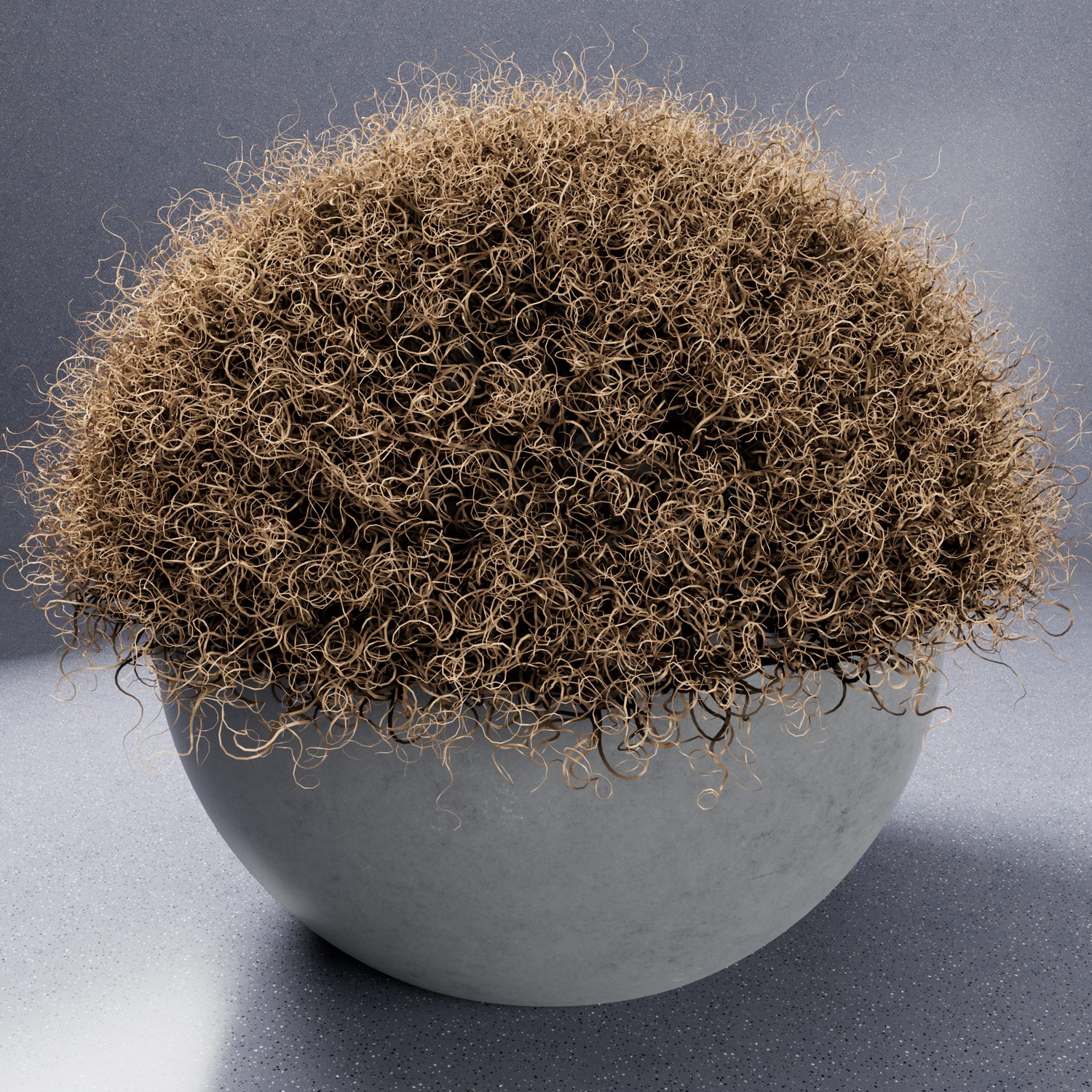 Brown curly fur ball